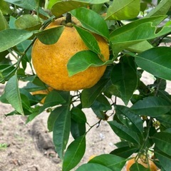 みかんの木と木の画像