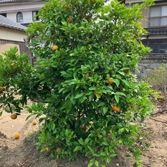みかんの木？