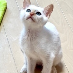 美形は遺伝　可愛い子達 - 猫