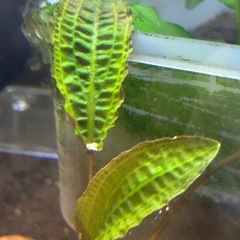 クリプトコリネ　アフィニス　鉢植えの画像