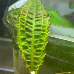 クリプトコリネ　アフィニス　鉢植えの画像