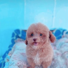 かわいい男の子です