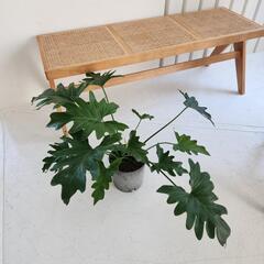 フィロデンドロン　クッカバラ