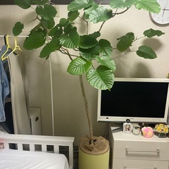 大型　室内用　観葉植物　1.8m　フィカス　ウンヴェラータ　　