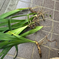 菖蒲