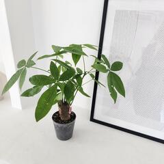 パキラの画像
