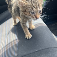 虎猫のメスです。里親募集です。