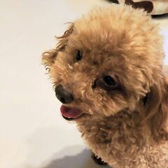 人が大好きが止まらない♪トイプーのプー助4歳
