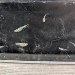 【メダカ】スズラン8匹の画像