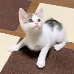 6月28日（土）三鷹で猫の譲渡会🪂🩷☄️babybaby子…