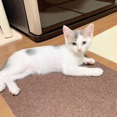 6月28日（土）三鷹で猫の譲渡会🪂🩷☄️babybaby子猫だらけ🪂🩷🩵薄いキジ白の女の子　生後2ヶ月半ラブリー飼い主不在確認すみ - 三鷹市