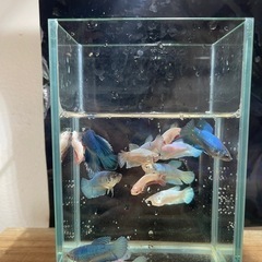 ベタメス