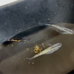 青ラメ メダカ