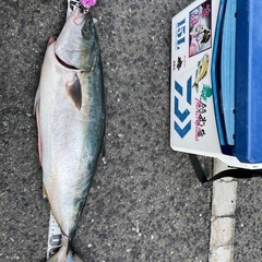 釣り友探してます👏