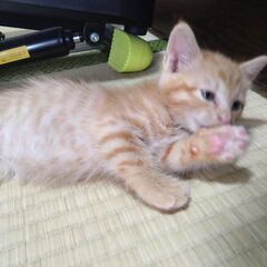 生後二ヶ月　かわいい盛りの茶トラ♀