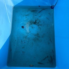 早い者勝ちメダカ？雑魚30匹いますの画像