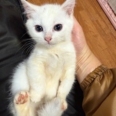スコティッシュフォールド　子猫　二ヶ月　女の子