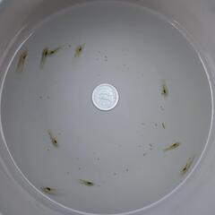 【残り2セット】ミナミヌマエビ 10匹　その③