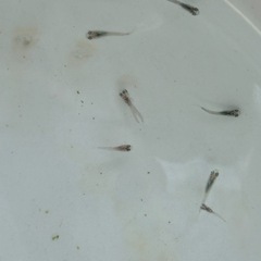 １２匹５００円　マリアージュキッシングワイドフィンメダカ　めだか　稚魚の画像