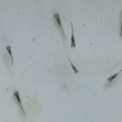 １２匹５００円　マリアージュキッシングワイドフィンメダカ　めだか　稚魚の画像