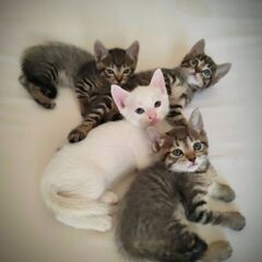 子猫差し上げます