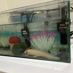 【ウーパールーパー2匹＋水槽一式】大切にしてくださる方にお譲りします 