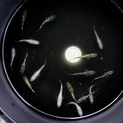 【残り3セット】初心者向け ラメ系メダカ ミックス 15匹セット