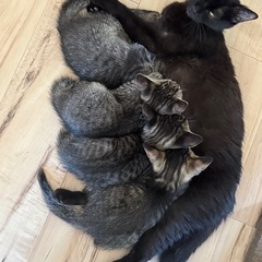 5/5生まれの子猫たち