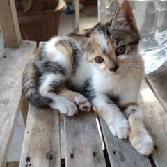🐱子猫の里親募集😸【宮城県登米市】