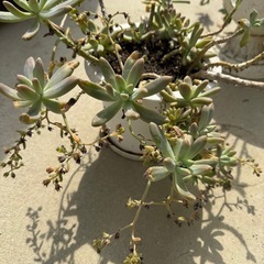 多肉植物鉢植え、植木③の画像