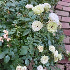 ミニバラ　グリーンアイス
の画像