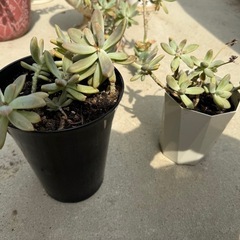 可愛い多肉植物、植木、多肉植物