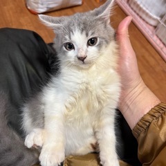 スコティッシュフォールド　子猫　二ヶ月　男の子