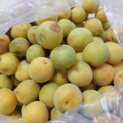 お話中【訳あり】黄色い熟した梅