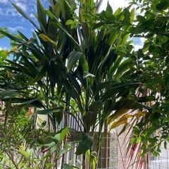 コルジリネ ストリクタ（観葉植物）苗木　の画像