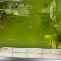 メダカの稚魚大小10匹