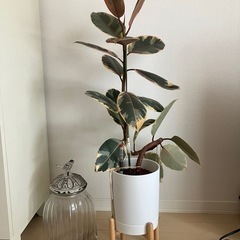 ②観葉植物　フィカス ルビーの画像