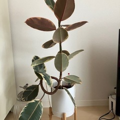 ②観葉植物　フィカス ルビーの画像
