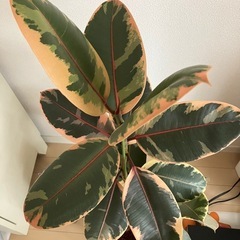 ②観葉植物　フィカス ルビー