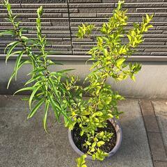 ニオイバンマツリとユリ