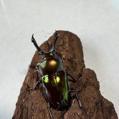 ニジイロクワガタペアの画像