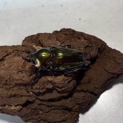 ニジイロクワガタペアの画像