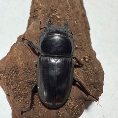 スマトラオオヒラタの画像