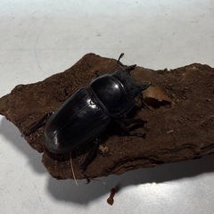 スマトラオオヒラタの画像