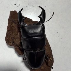 スマトラオオヒラタの画像