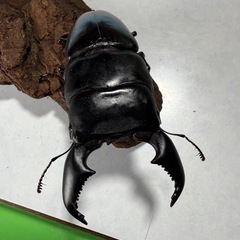 スマトラオオヒラタの画像