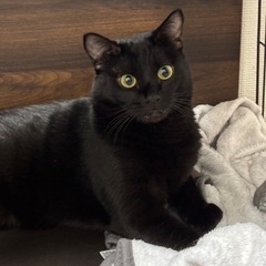 黒猫里親募集中