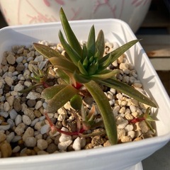 受付中🌵爪蓮華 抜き苗 