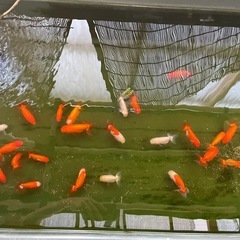 金魚【らんちゅう】070620