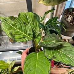 観葉植物　アグラオネマ　ロタンダムトリカラー